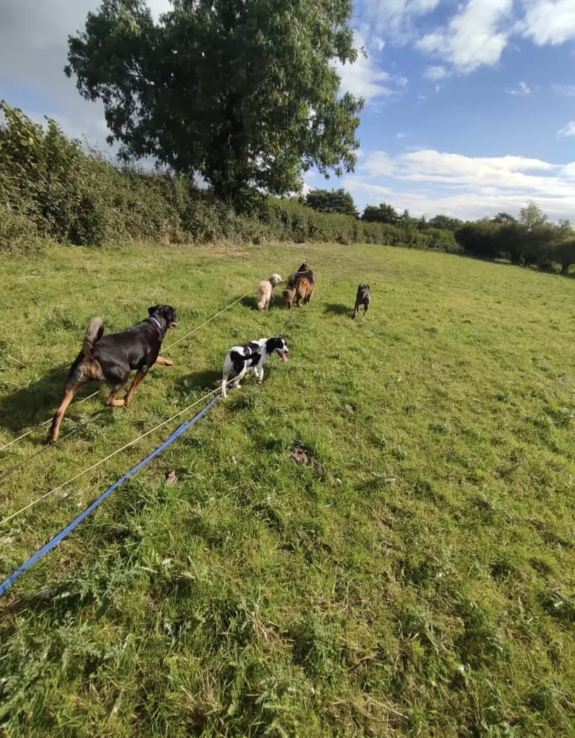 Boardsmill K9's - Meath pet otel