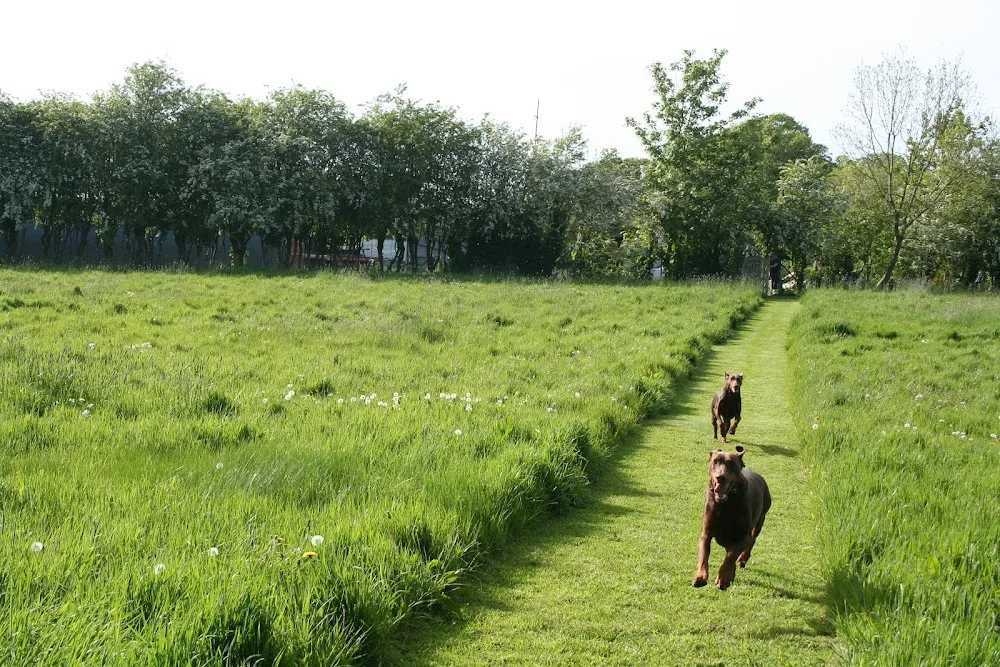 Enfield Boarding Kennels - Meath pet otel görseli 3