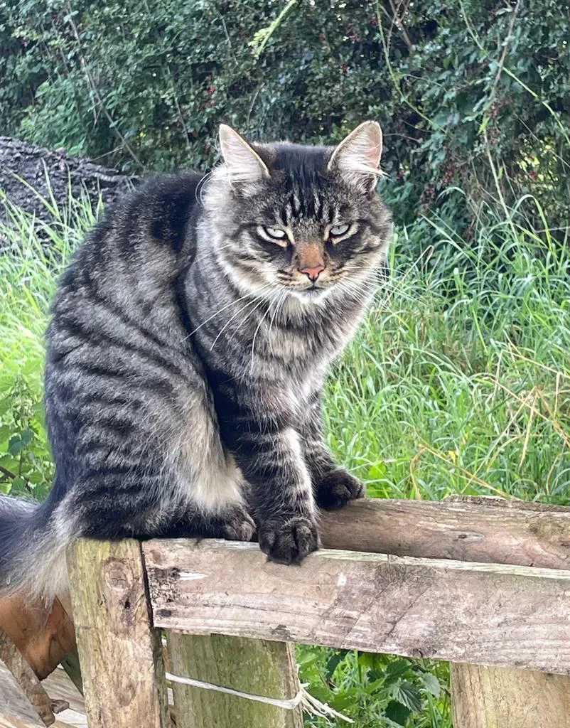 Feline Friends Cattery - Meath pet otel
