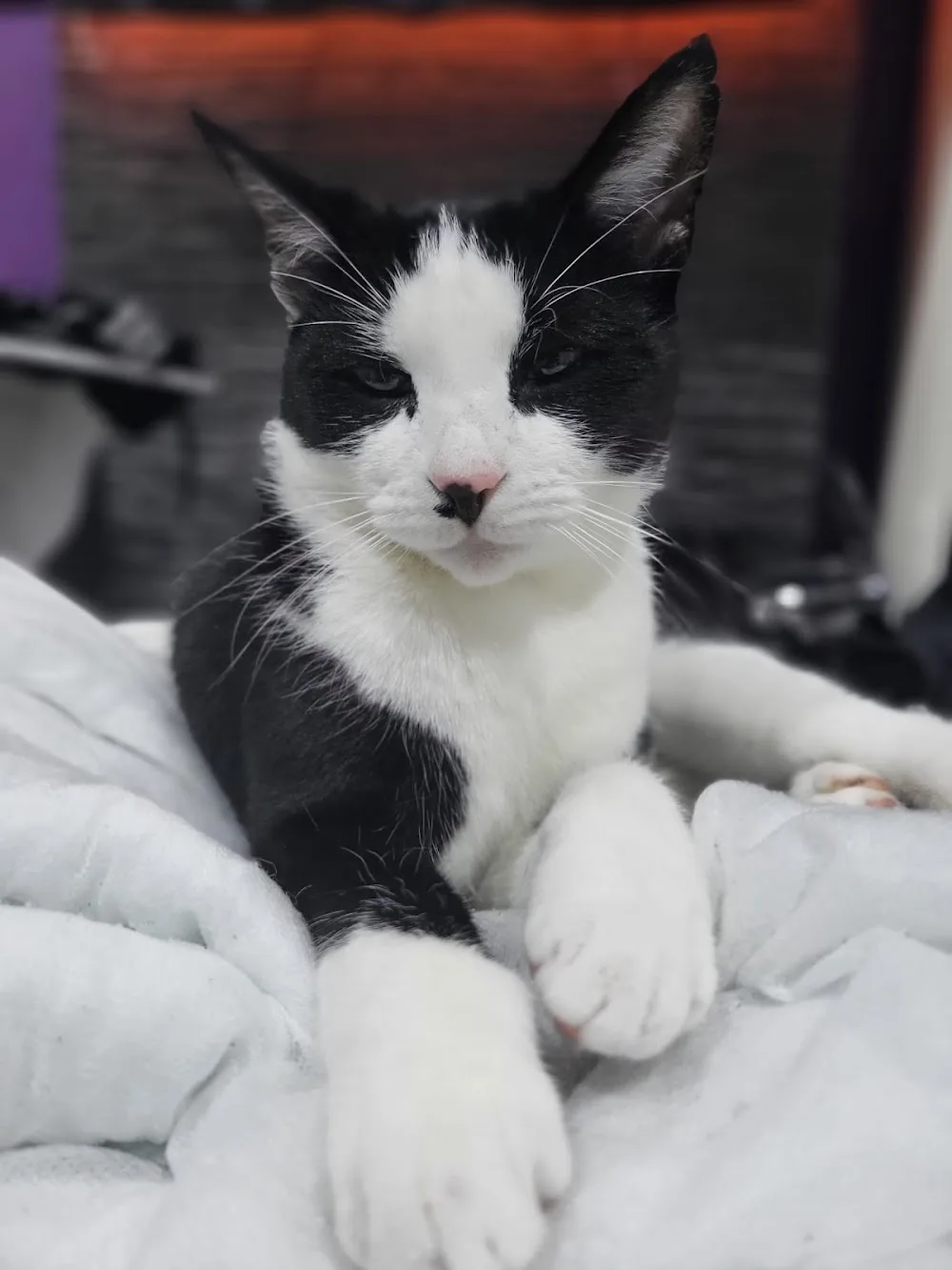 Navan Cat sitting boarding services - Meath pet otel