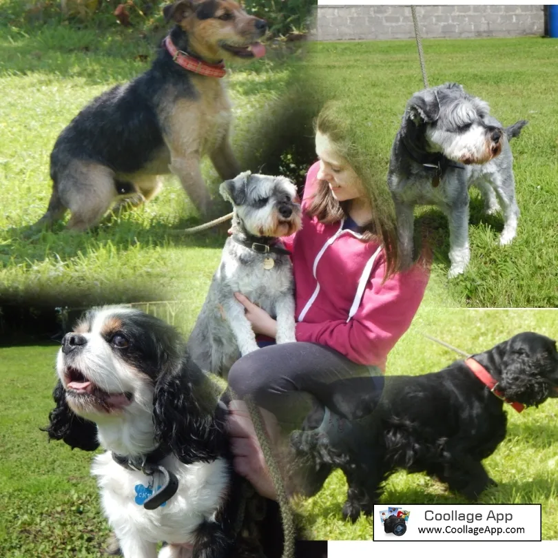 Rivendell boarding kennels - Meath pet otel görseli 6