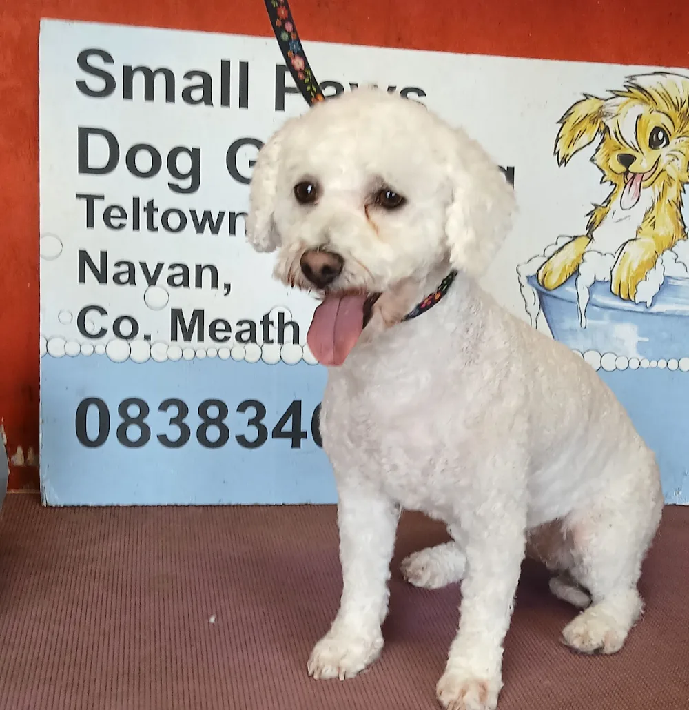 Small Paws Dog Grooming & Boarding Kennels - Meath pet otel görseli 3