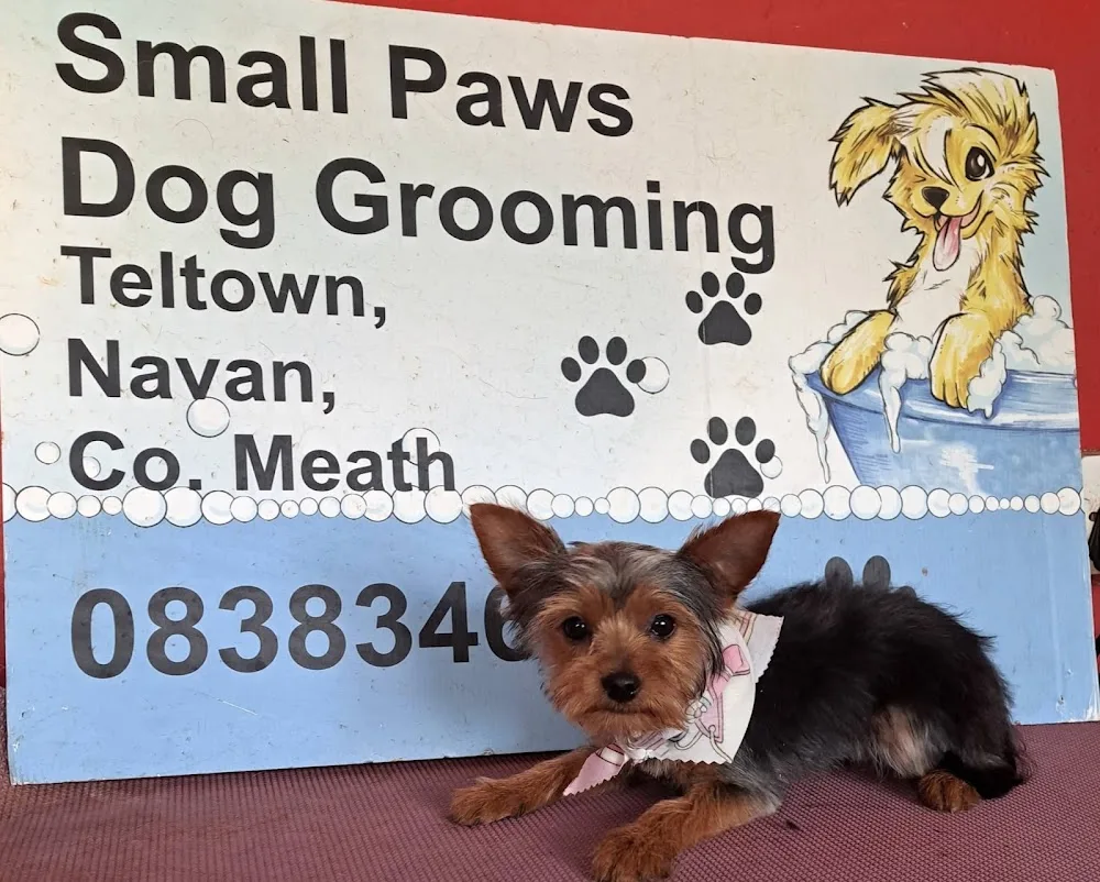 Small Paws Dog Grooming & Boarding Kennels - Meath pet otel görseli 6