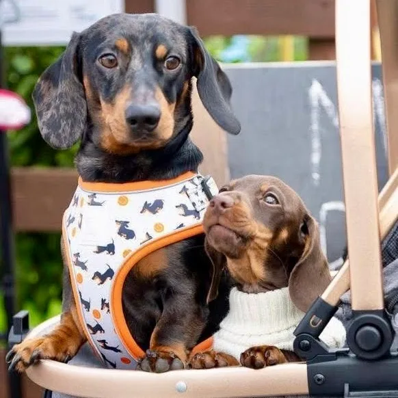 Susan Weldon - Dog Day Care - Meath pet otel görseli 3