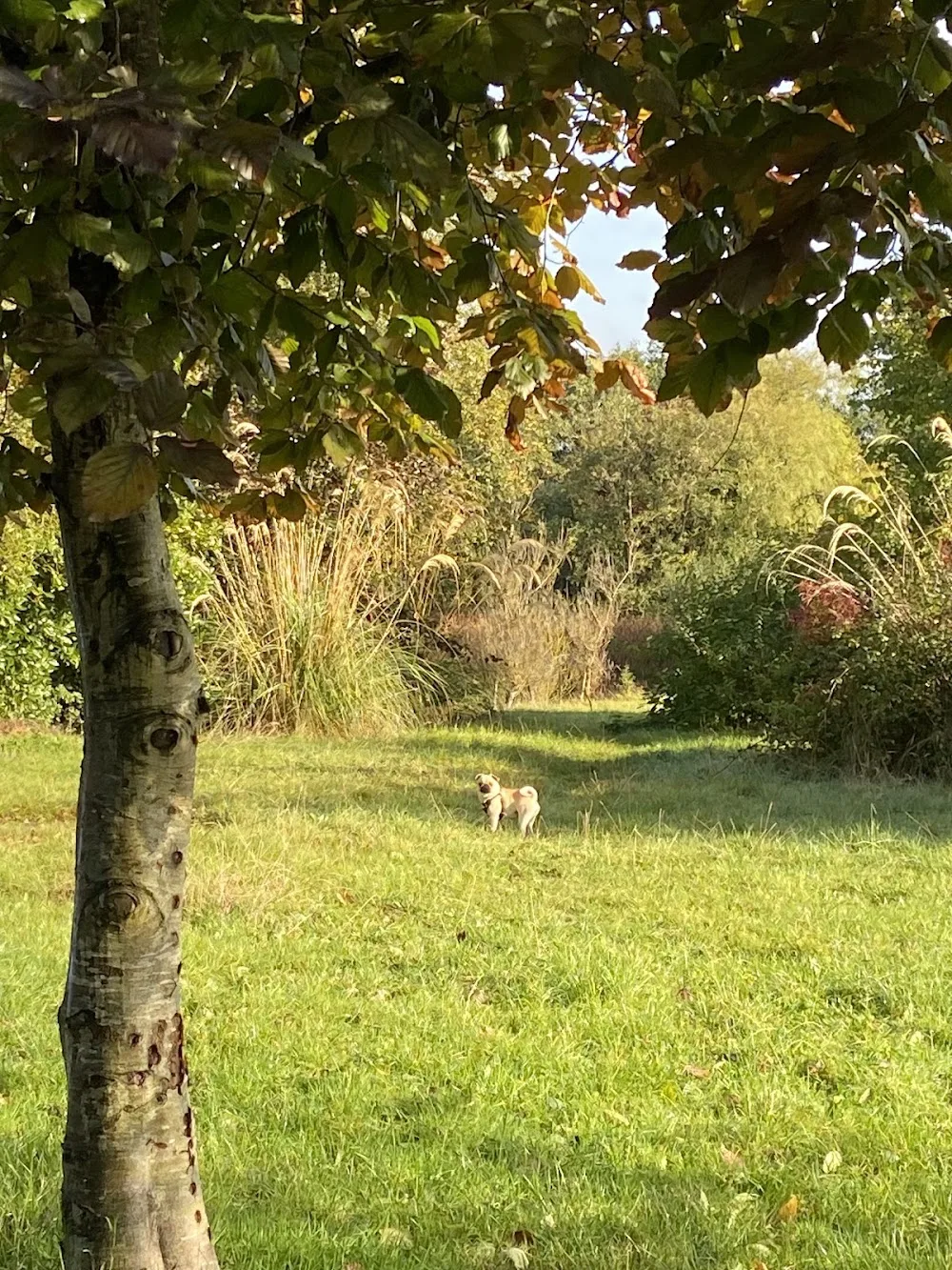 The Country Dogs Lodge - Meath pet otel görseli 2