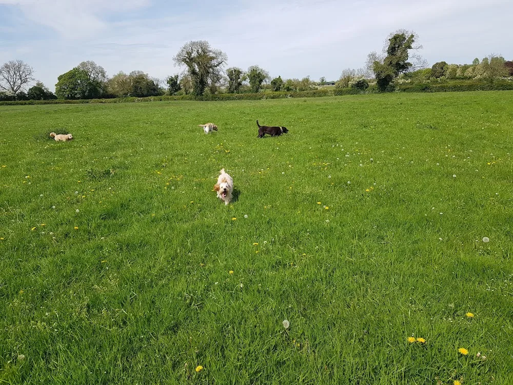 Vesington Boarding Kennels - Meath pet otel