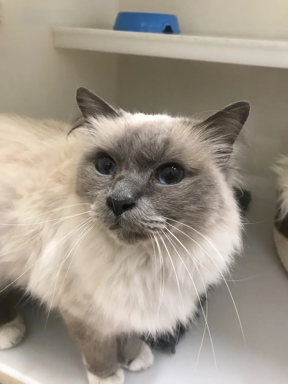 Village Vets Dunshaughlin Cat Cattery - Meath pet otel görseli 3