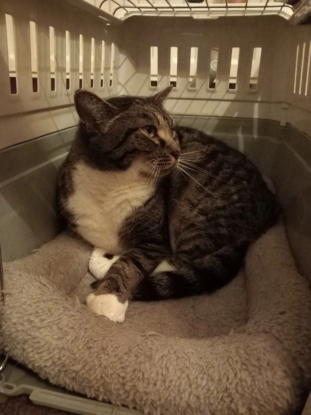 FELINE FINE Beratung & Betreuung für Katzen - Mecklenburg-Vorpommern pet otel