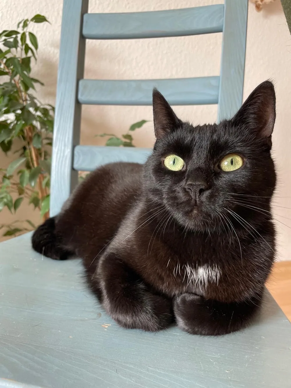 FELINE FINE Beratung & Betreuung für Katzen - Mecklenburg-Vorpommern pet otel görseli 3