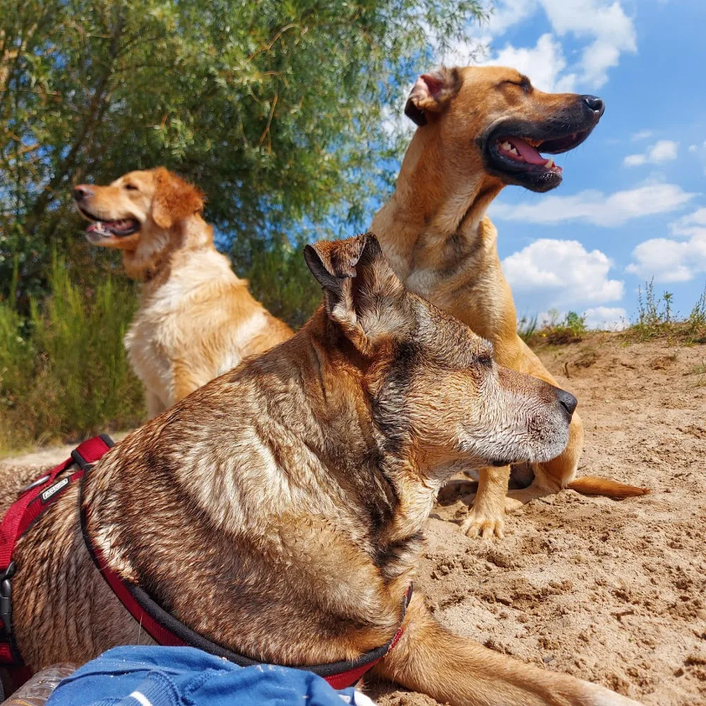 Hundehotel Parkwärter - Mecklenburg-Vorpommern pet otel