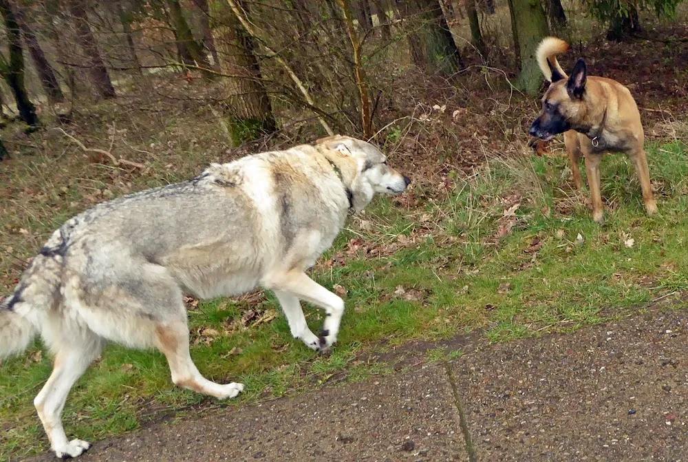 Hundepension "homocanidicus " Helga Kastirke - Mecklenburg-Vorpommern pet otel