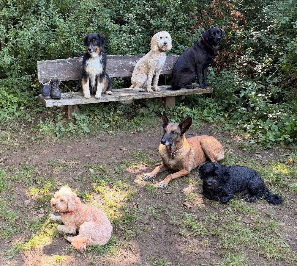 Hundepension "homocanidicus " Helga Kastirke - Mecklenburg-Vorpommern pet otel görseli 3