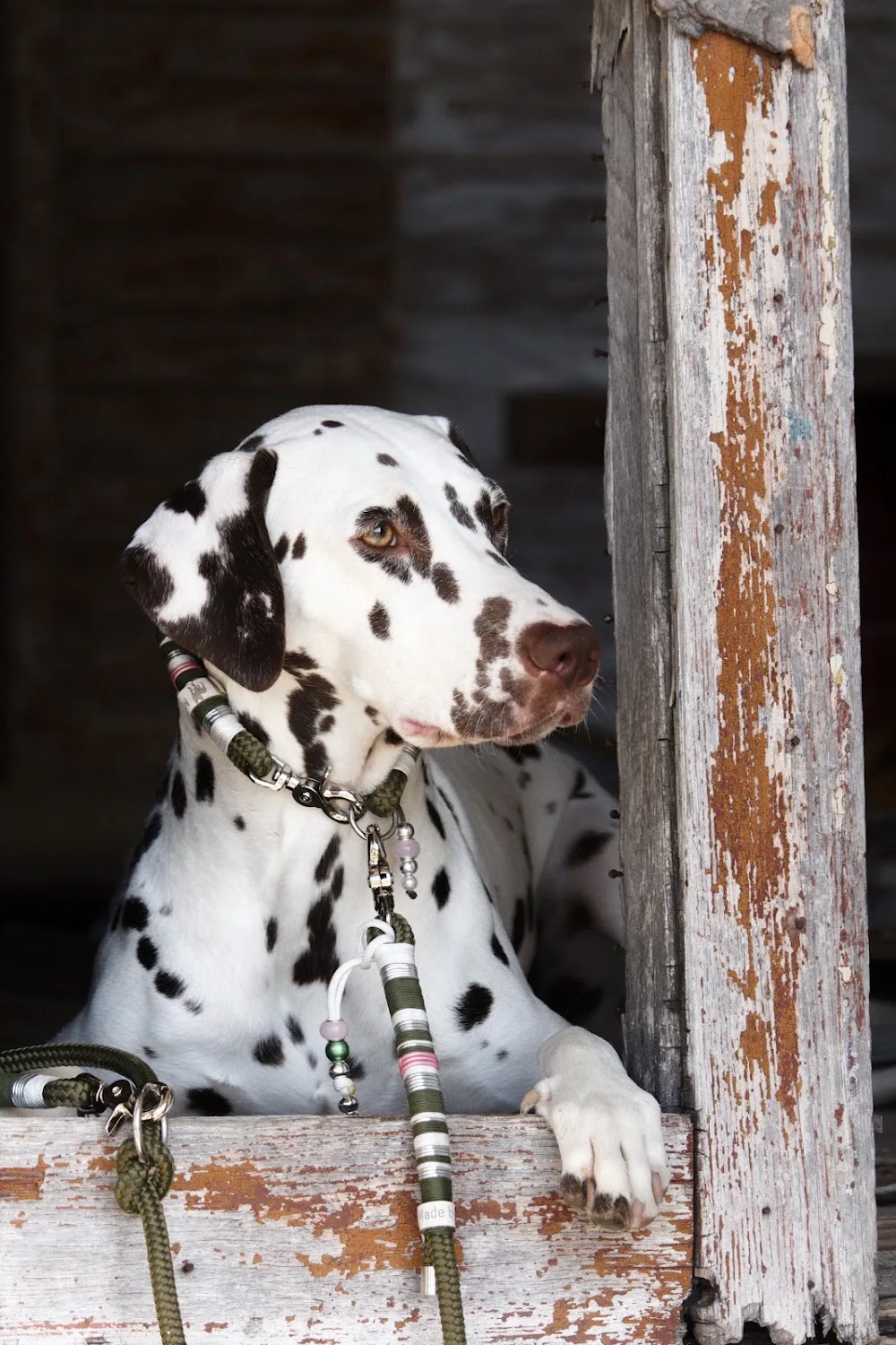 Hundepension in Breesen (Laage) - Mecklenburg-Vorpommern pet otel görseli 3