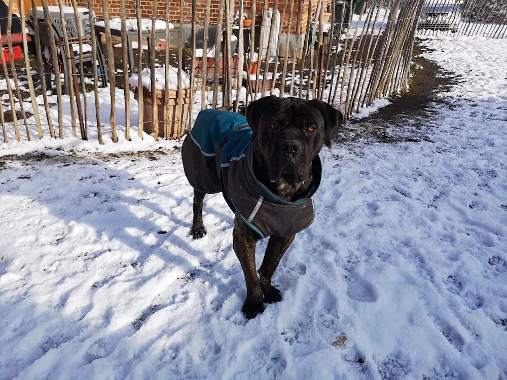 Hundepension Pfötchentreff am Feldrand - Mecklenburg-Vorpommern pet otel