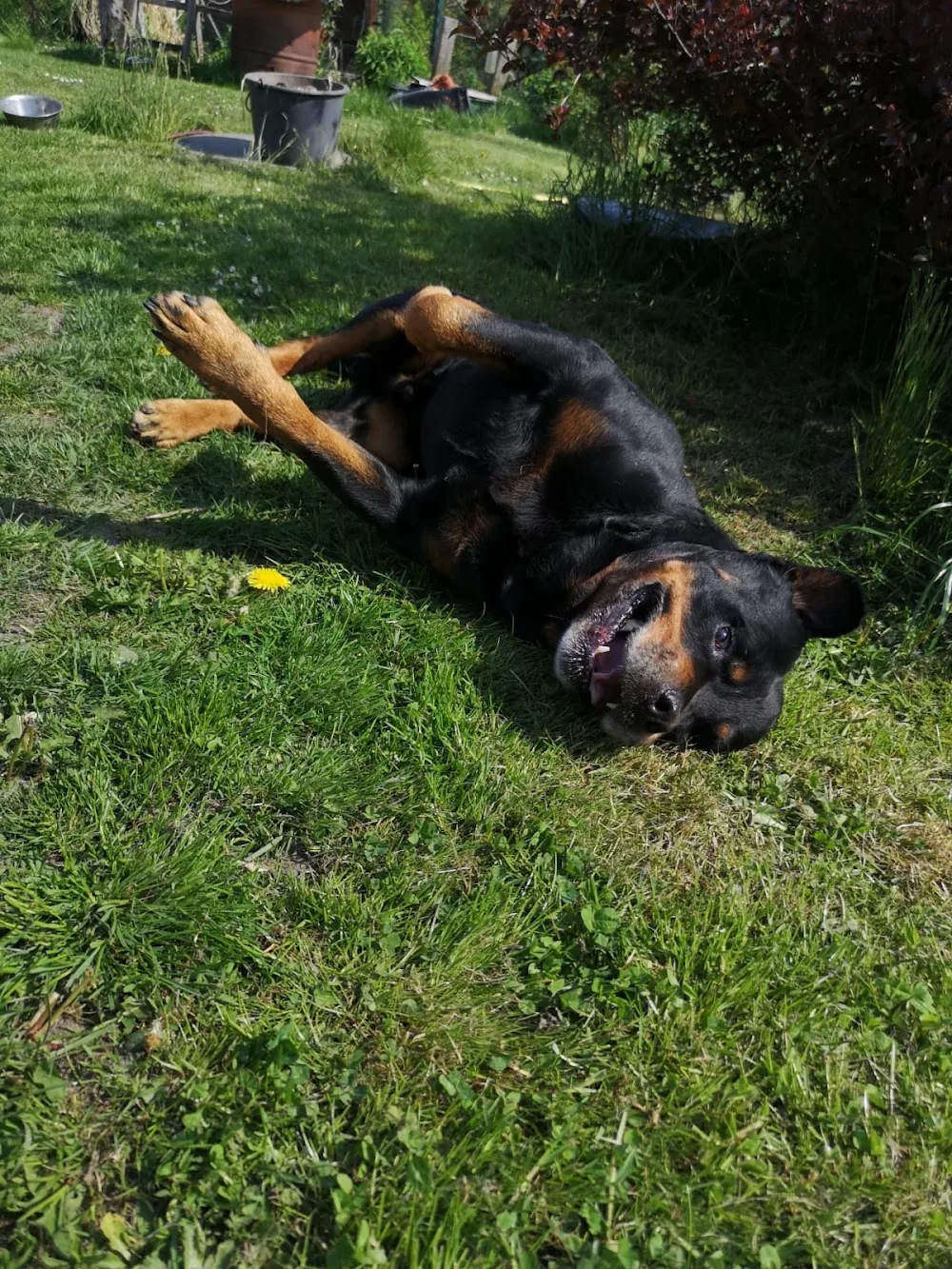 Hundepension Pfötchentreff am Feldrand - Mecklenburg-Vorpommern pet otel görseli 3