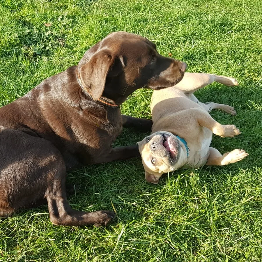 Hundepension von den Hellbergen - Mecklenburg-Vorpommern pet otel görseli 3