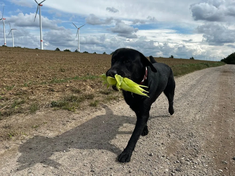 Hundeservice happydogs MV - Felix Bliesener - Mecklenburg-Vorpommern pet otel görseli 2