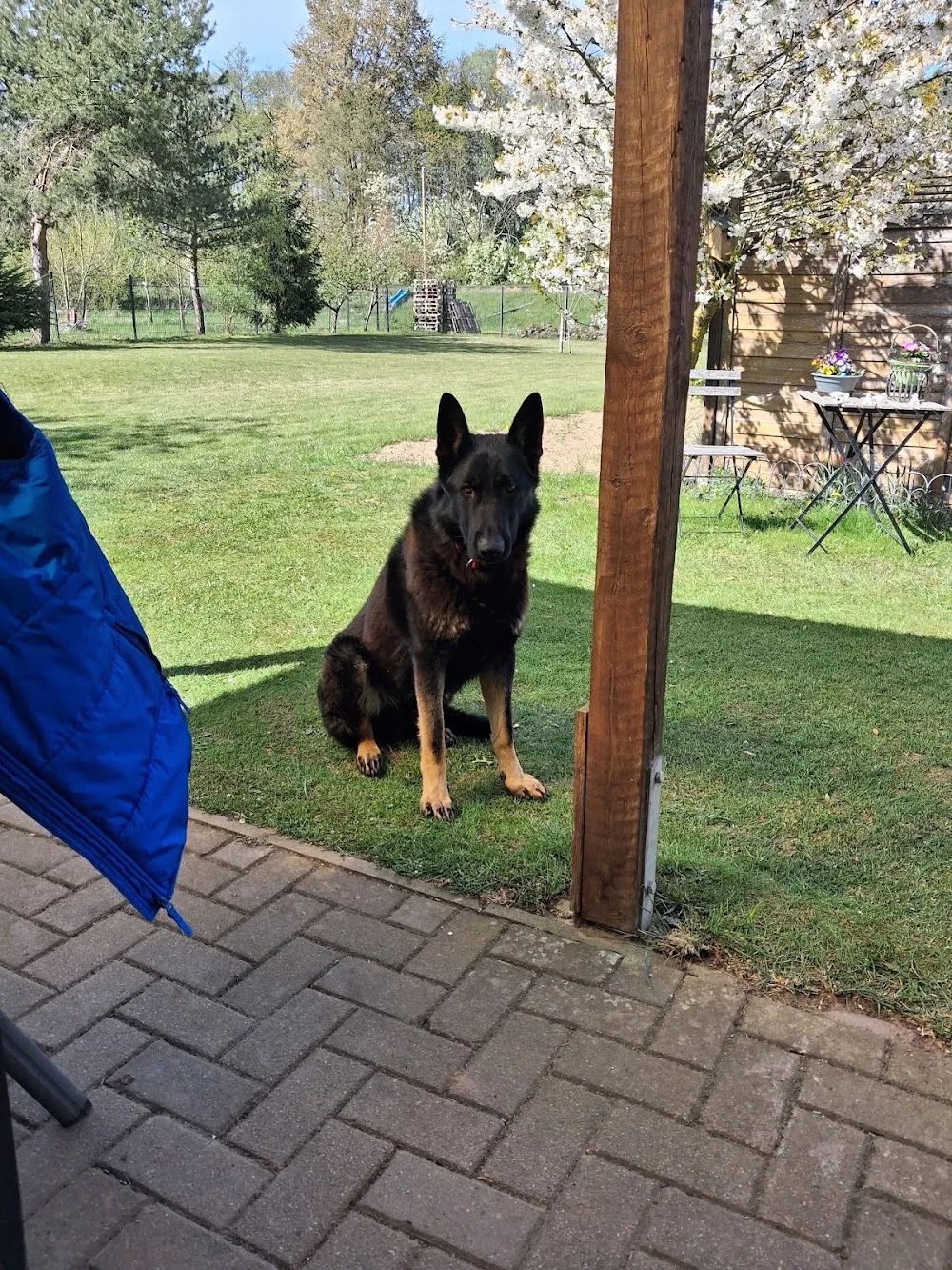 Tierpension Holthusen - Mecklenburg-Vorpommern pet otel görseli 2