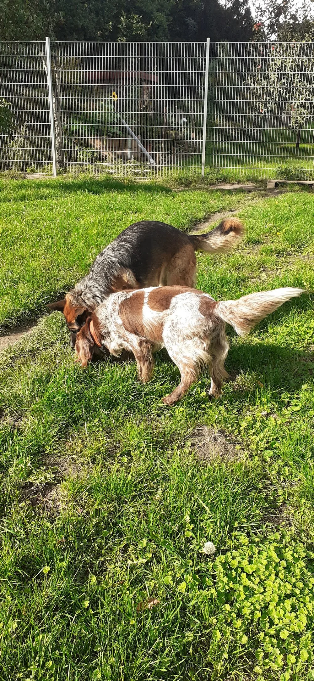 Tierpension Stäcker - Mecklenburg-Vorpommern pet otel görseli 3