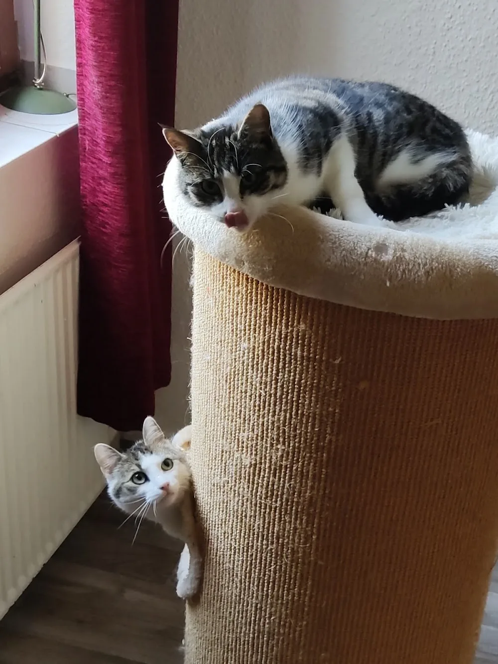 Verena's Katzenhotel - Mecklenburg-Vorpommern pet otel görseli 6