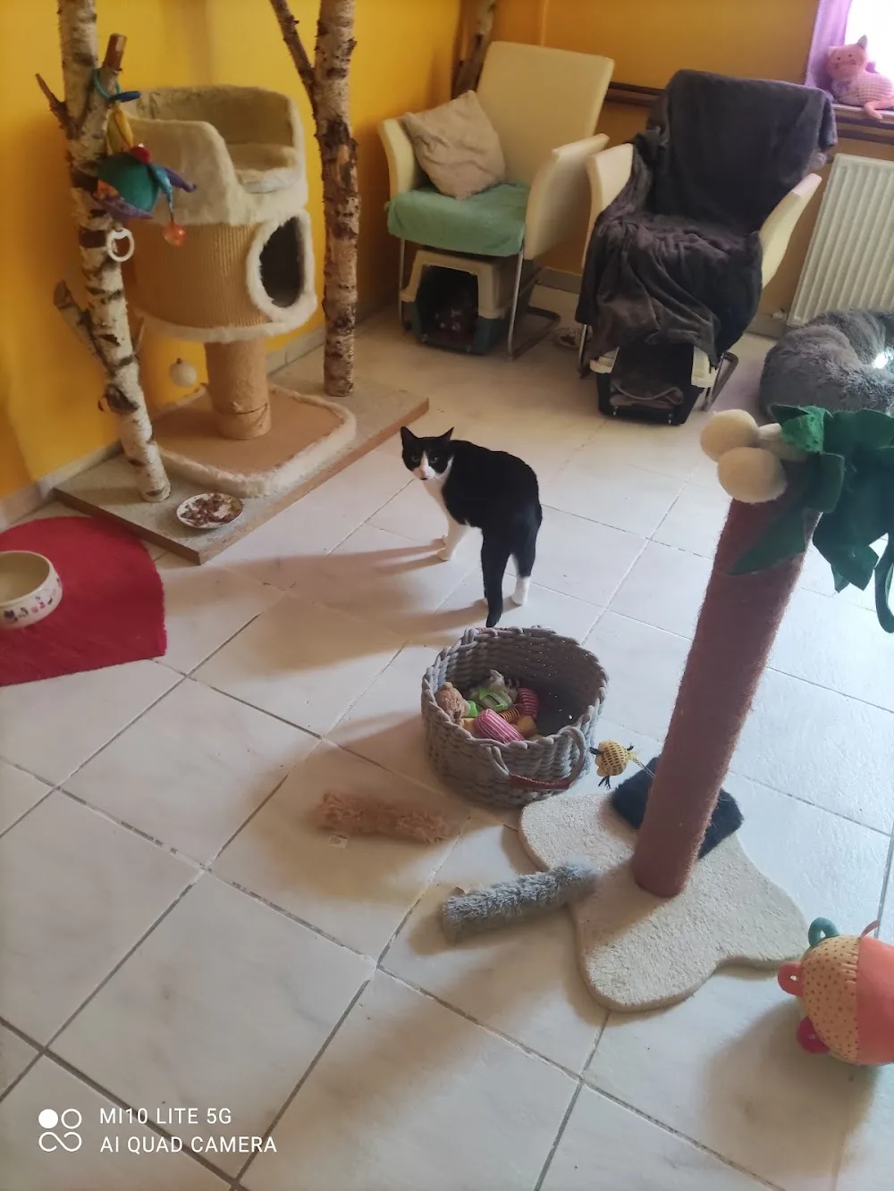 Verena's Katzenhotel - Mecklenburg-Vorpommern pet otel görseli 7