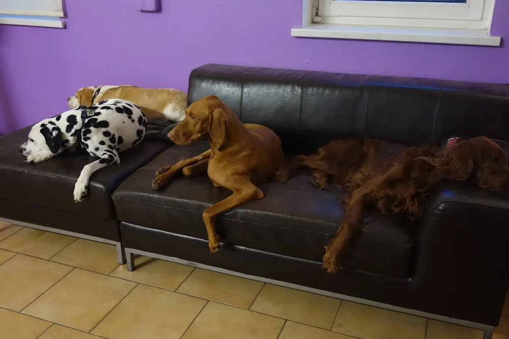 VIVIMEI Hundehotel Schwerin - Vivien Käckenmeister - Mecklenburg-Vorpommern pet otel