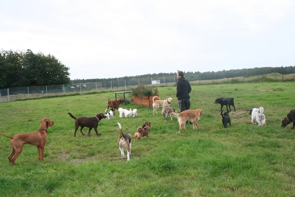 VIVIMEI Hundehotel Schwerin - Vivien Käckenmeister - Mecklenburg-Vorpommern pet otel görseli 3