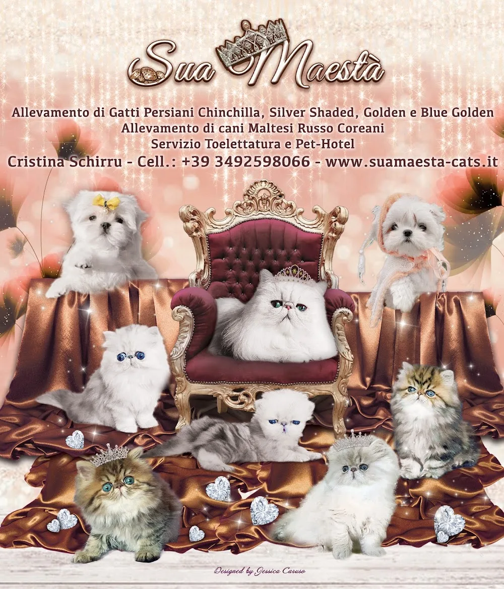 Sua Maestà.Toelettatura, Pet-Hotel. Allevamento gatti persiani Chinchilla, Silver Shaded, Golden e BlueGolden. - Medio Campidano pet otel