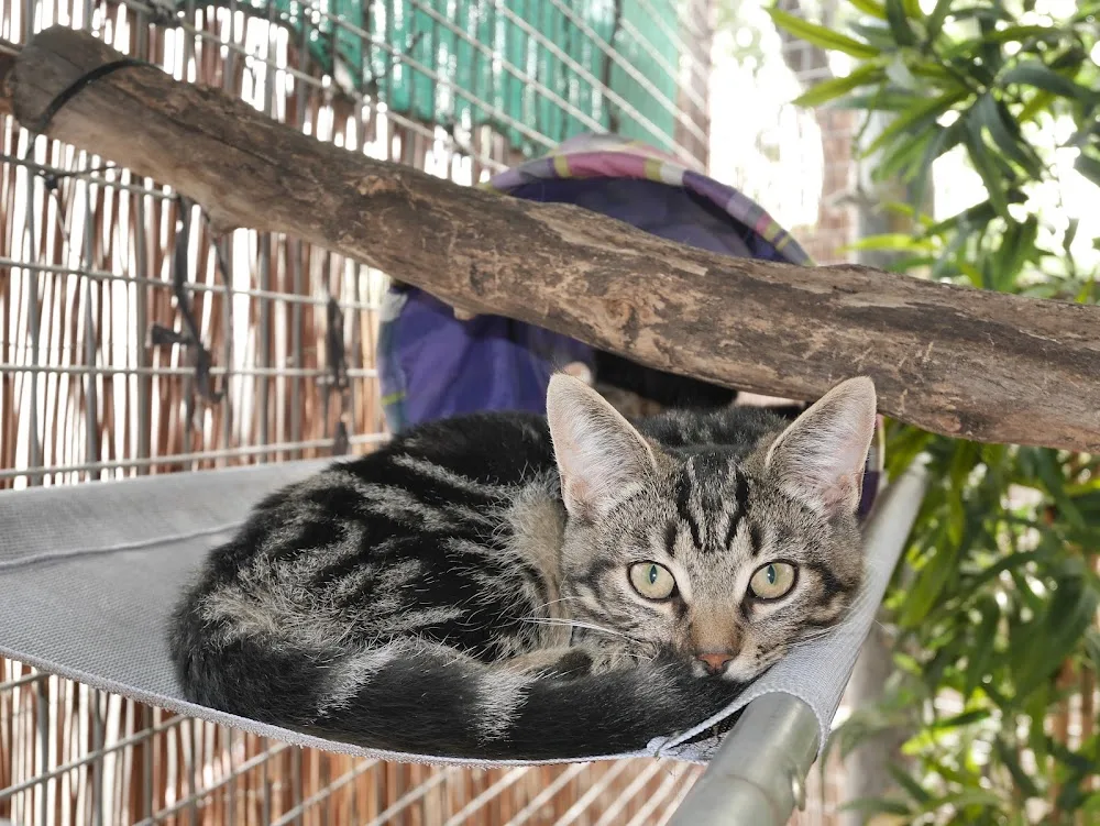 Brighton and District Cat Boarding and Cattery - Melbourne pet otel görseli 3