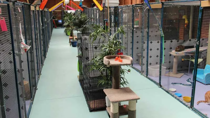 Cloud Nine Cat Resort - Melbourne pet otel görseli 2
