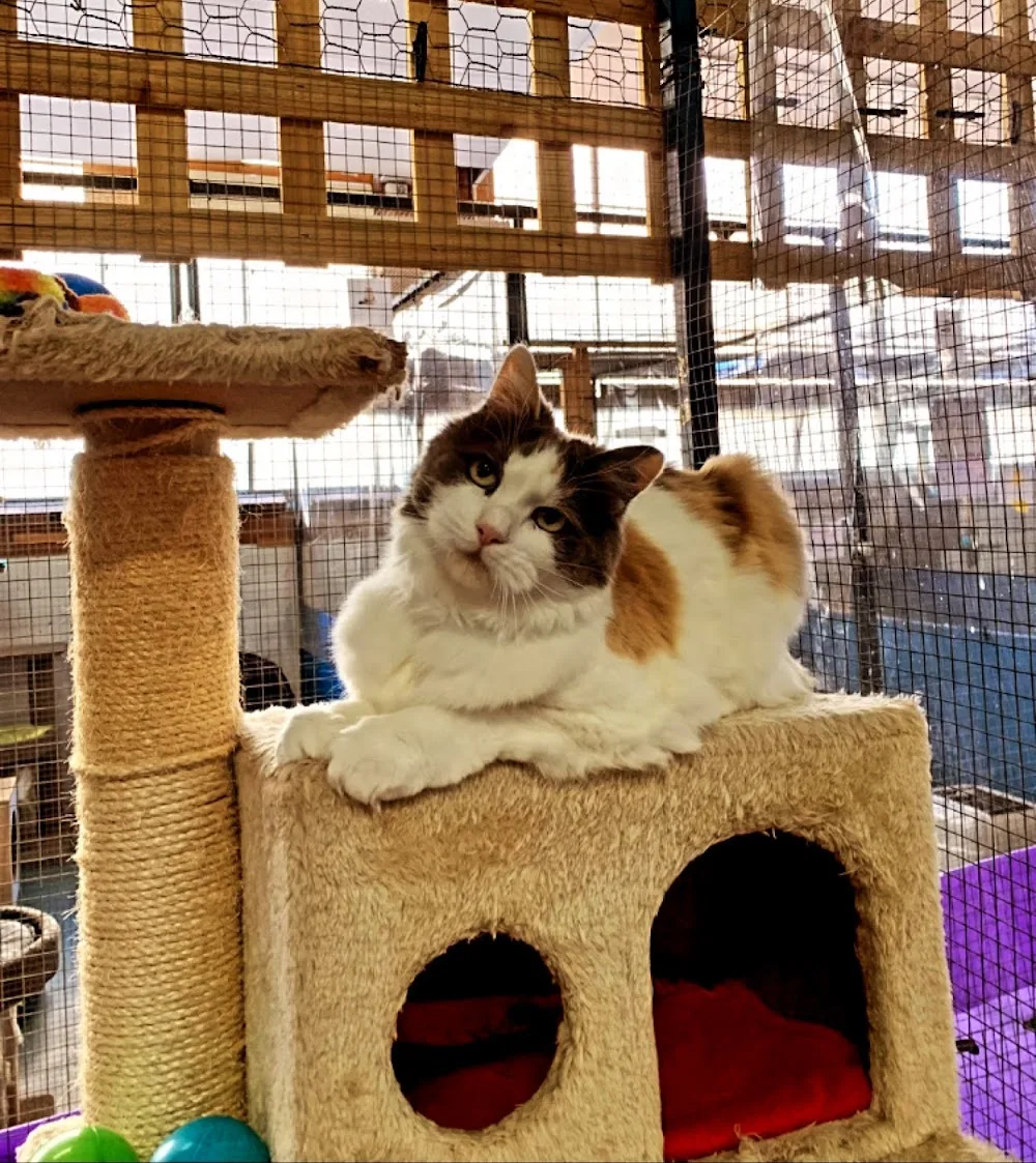 Corporate Cats Cattery - Melbourne pet otel görseli 3