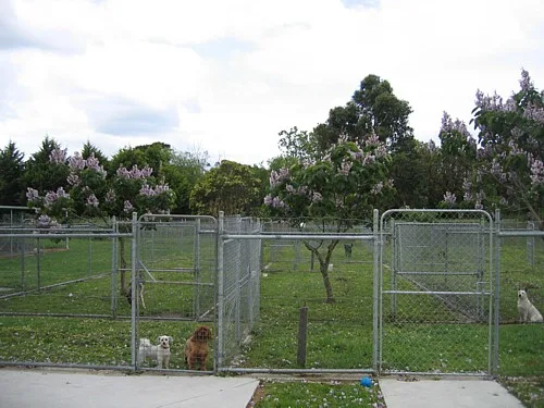 Cranbourne Boarding Kennels - Melbourne pet otel görseli 7