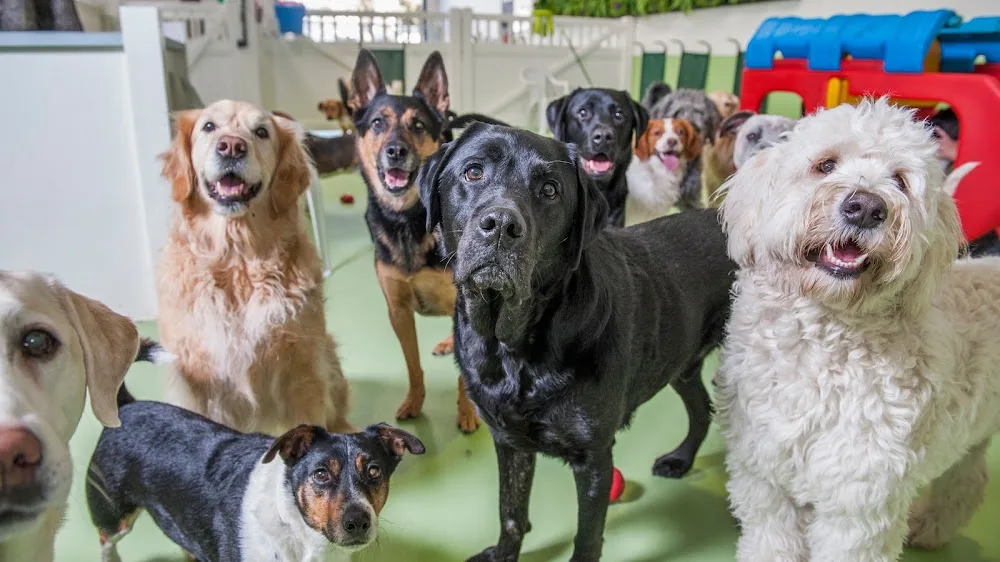Diggiddy Dog Daycare South Melbourne - Melbourne pet otel
