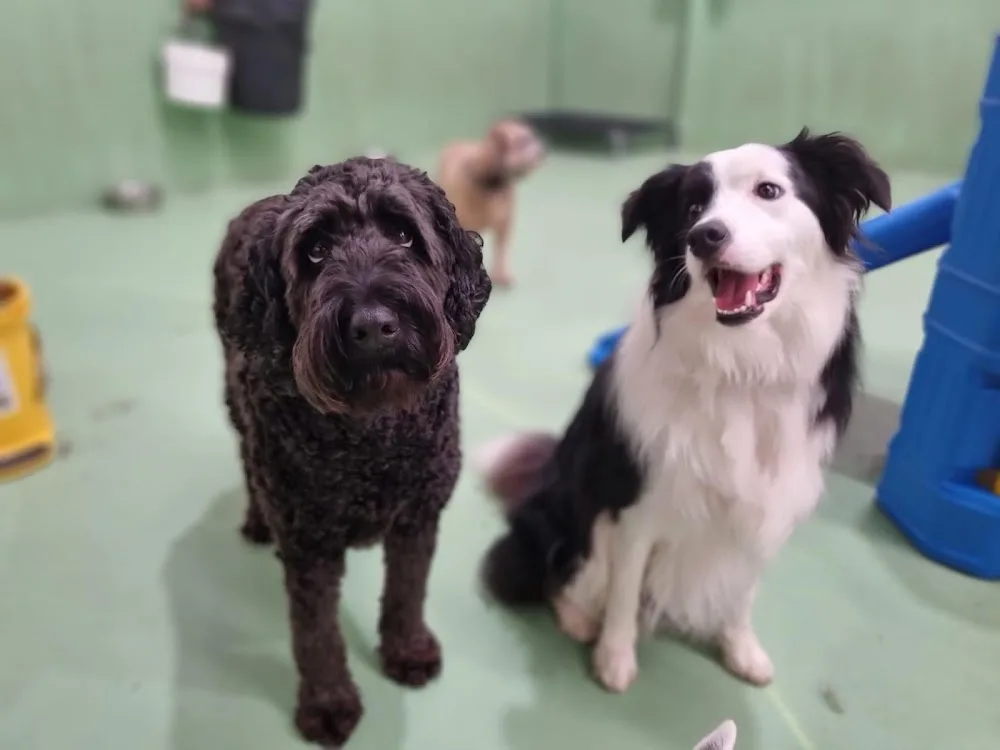 Diggiddy Dog Daycare South Melbourne - Melbourne pet otel görseli 5