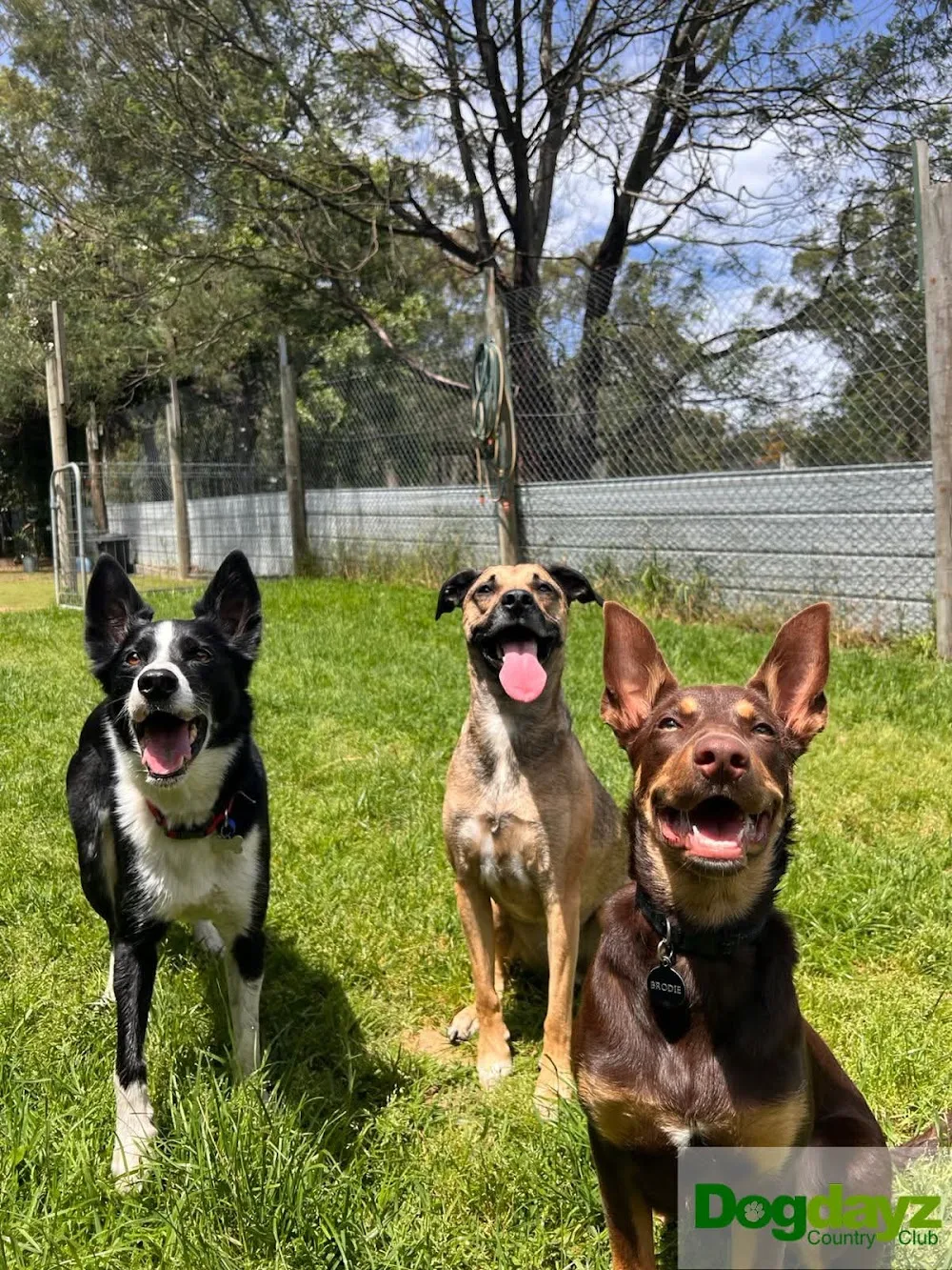 Dogdayz - Dog Boarding Warrandyte - Melbourne pet otel görseli 2