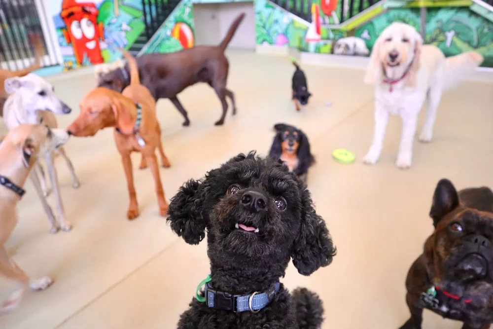 Dogs HQ - Abbotsford - Melbourne pet otel görseli 2