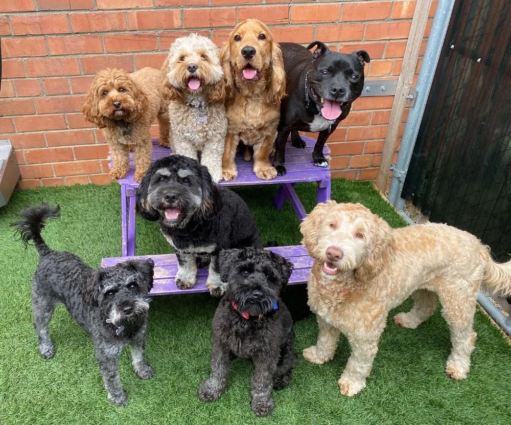 DogTown Grooming & Day Care - Melbourne pet otel görseli 3