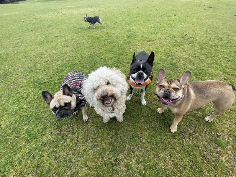Fairy Dog Mother Doggy Day Care - Melbourne pet otel görseli 2