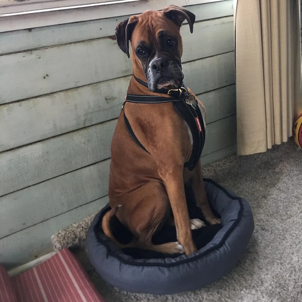 Fairy Dog Mother Doggy Day Care - Melbourne pet otel görseli 3