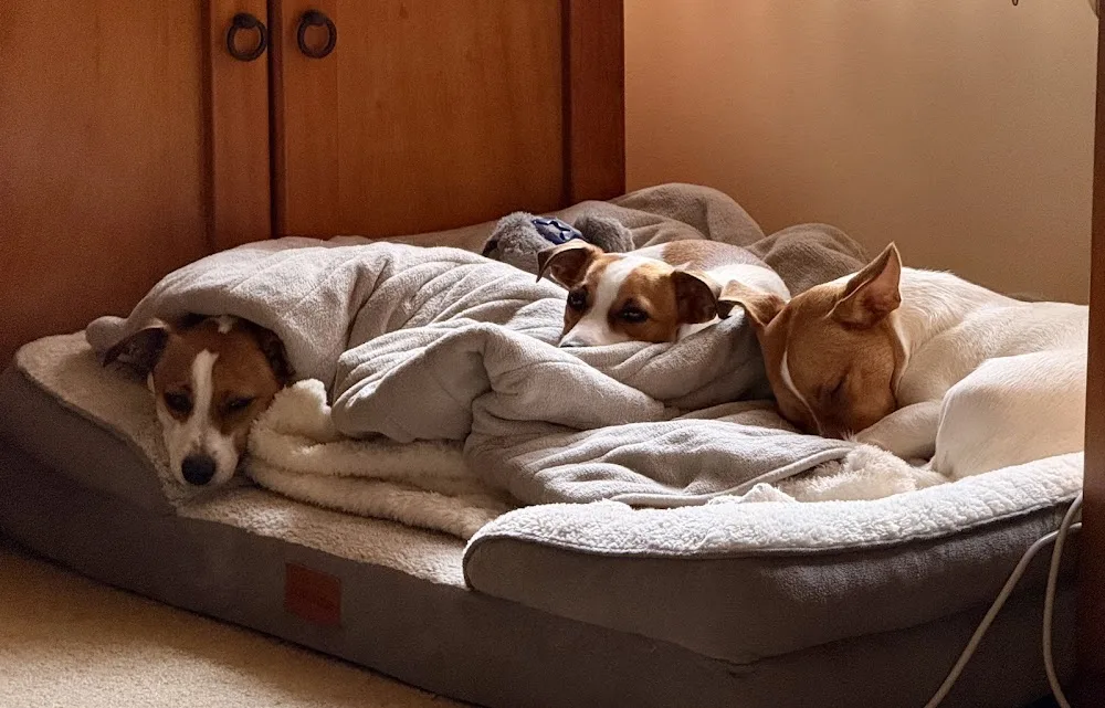 Golden Pawz | In-Home Dog Boarding & Pet Sitting - Melbourne pet otel görseli 3