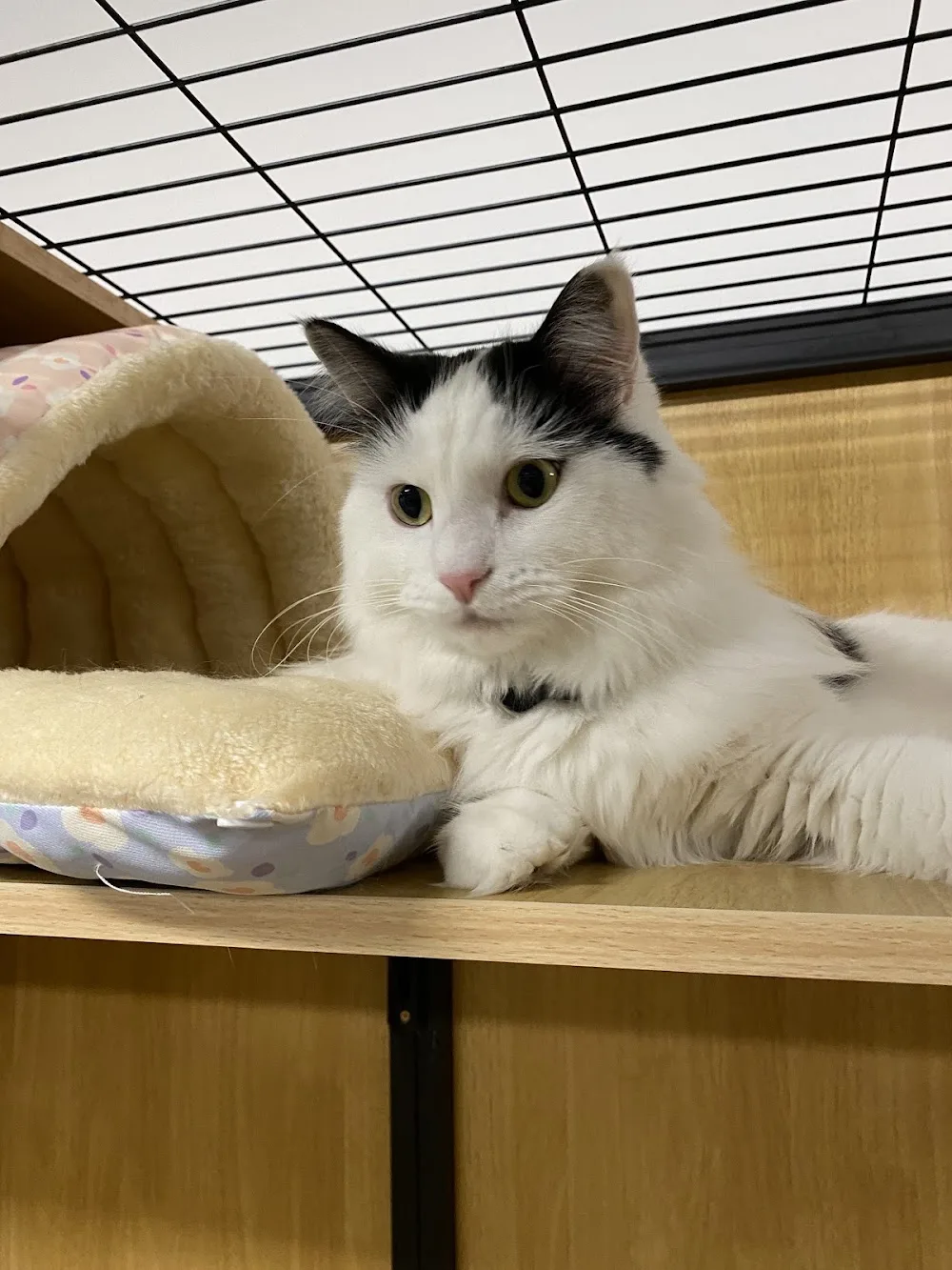Hajimi Cat Hotel & Cat Grooming - Melbourne pet otel