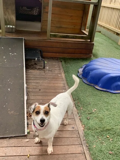 Hallam Park Pet Resort - Melbourne pet otel görseli 3