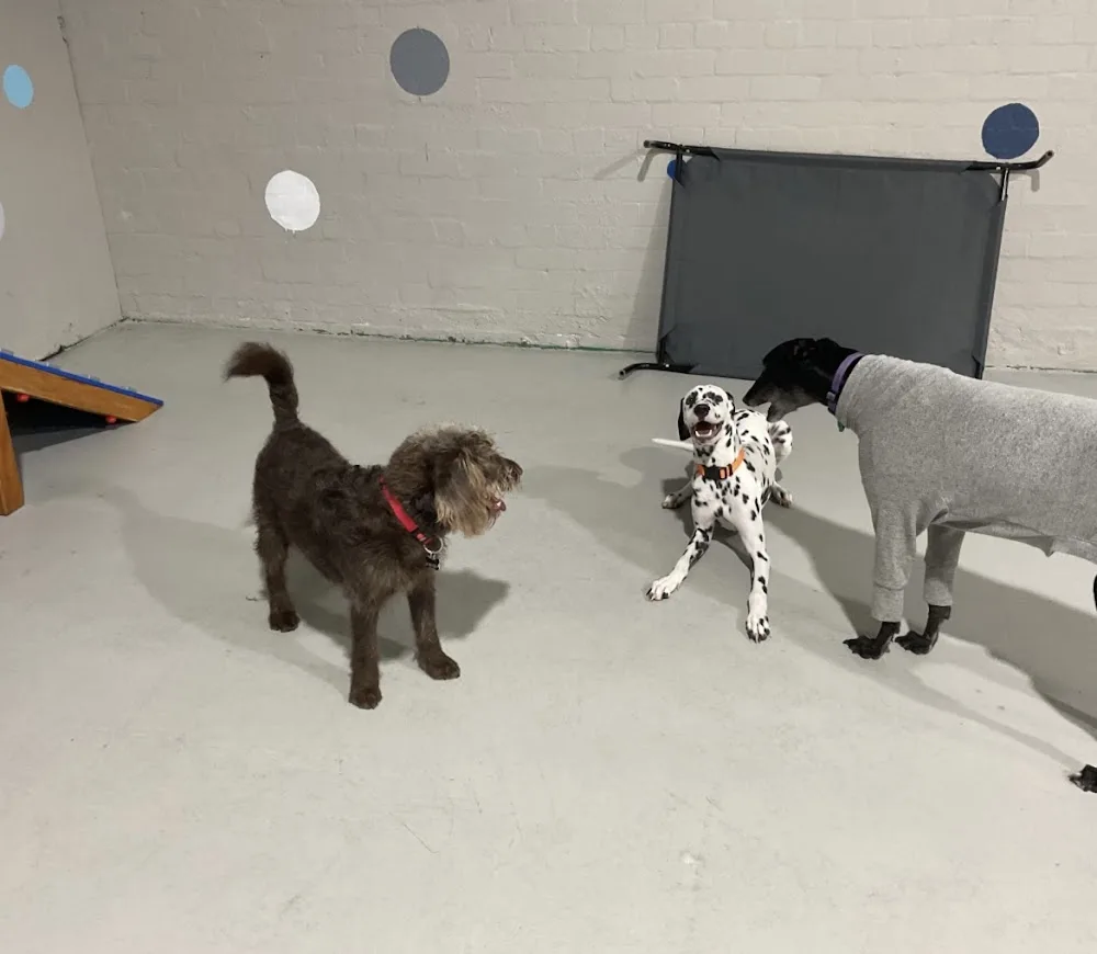 Happy Paws Waggy Tails - Melbourne pet otel