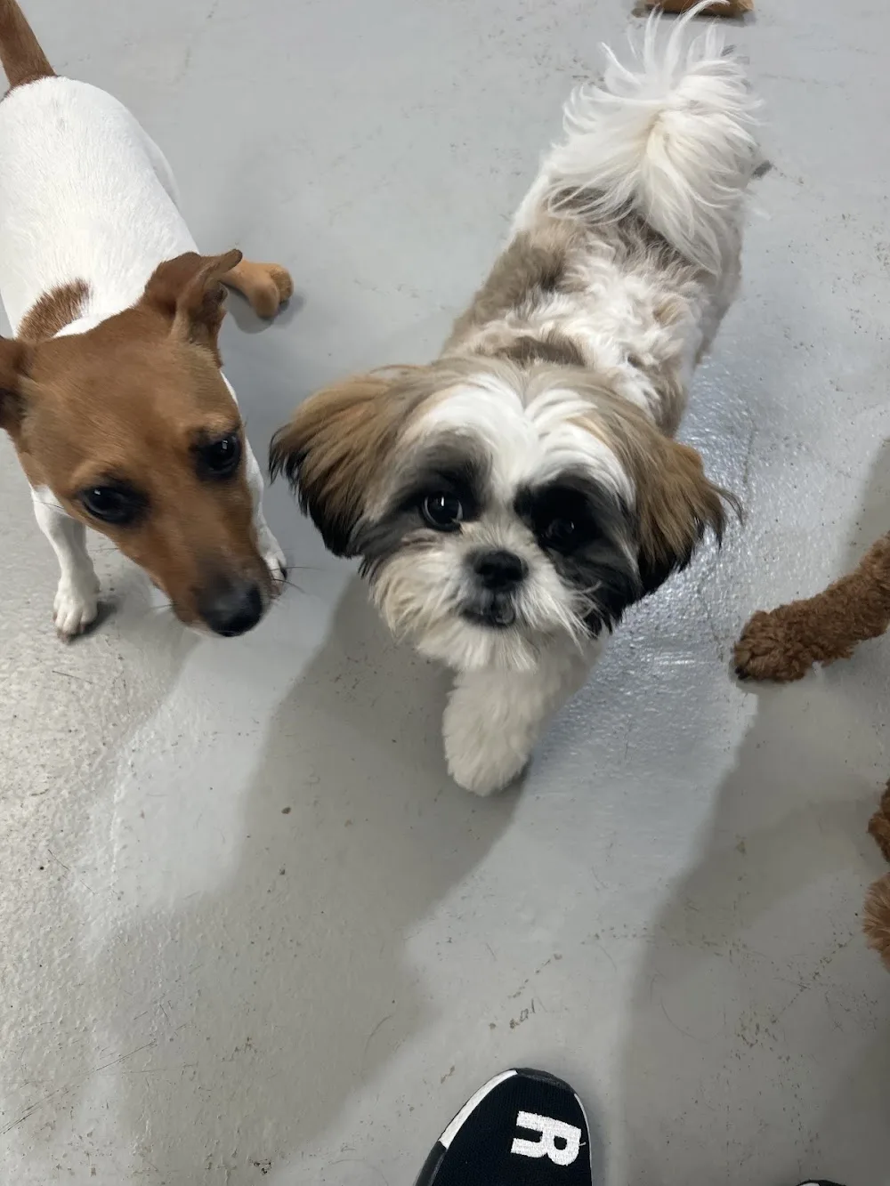 Happy Paws Waggy Tails - Melbourne pet otel görseli 3