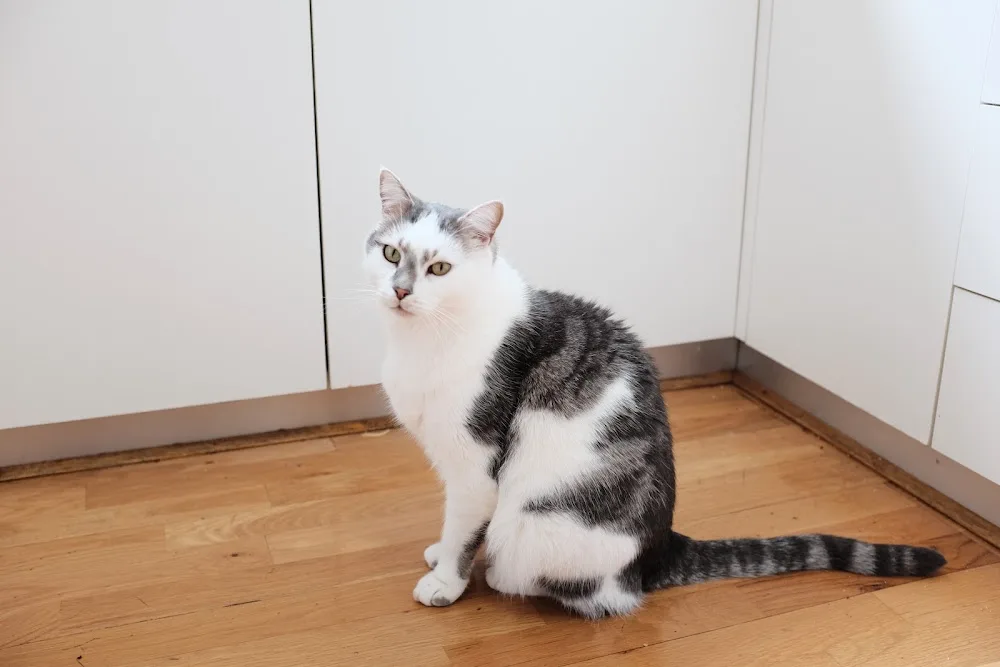 Hobsons Bay Cattery - Melbourne pet otel görseli 3