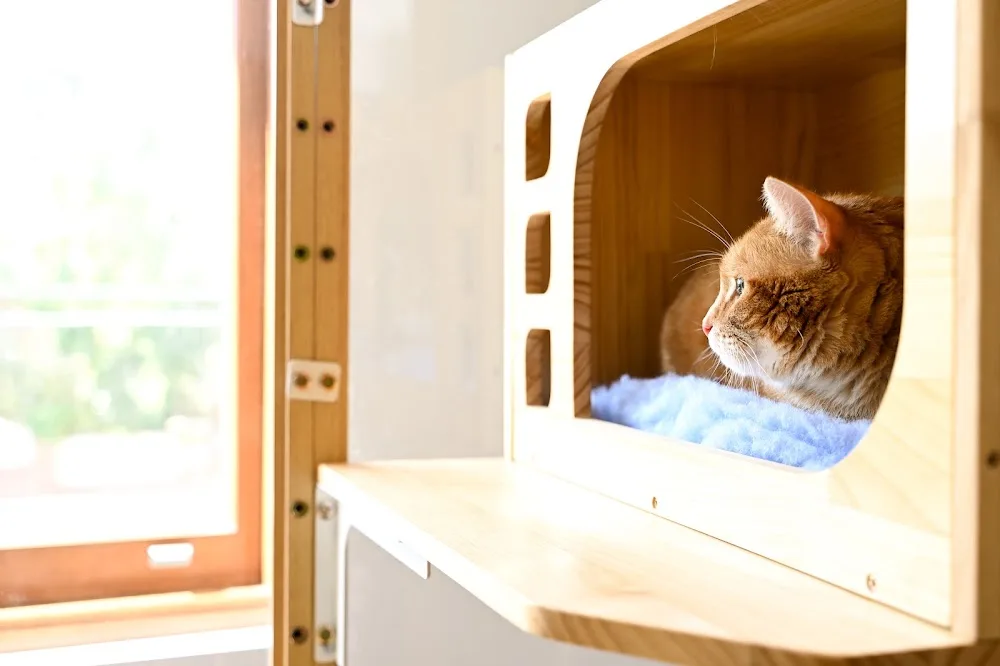 Ivanhoe East Veterinary Hospital Cattery - Melbourne pet otel görseli 7