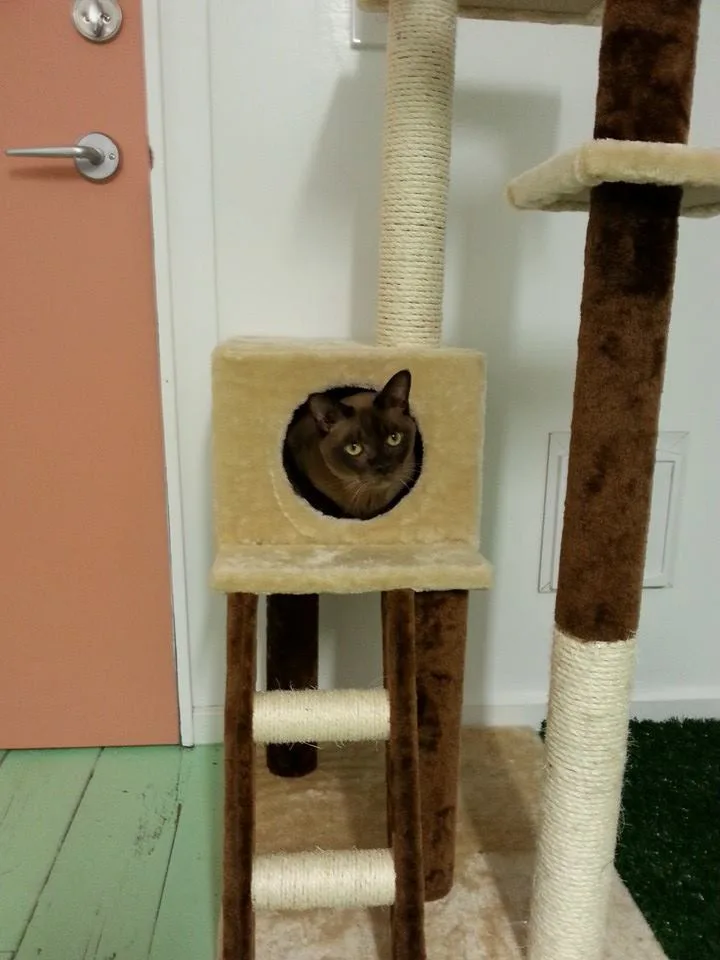 Little Meow Cattery - Melbourne pet otel görseli 6