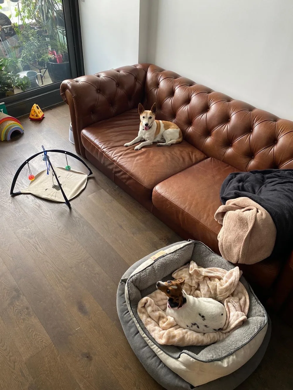 MDN Pet Care - Melbourne pet otel görseli 2