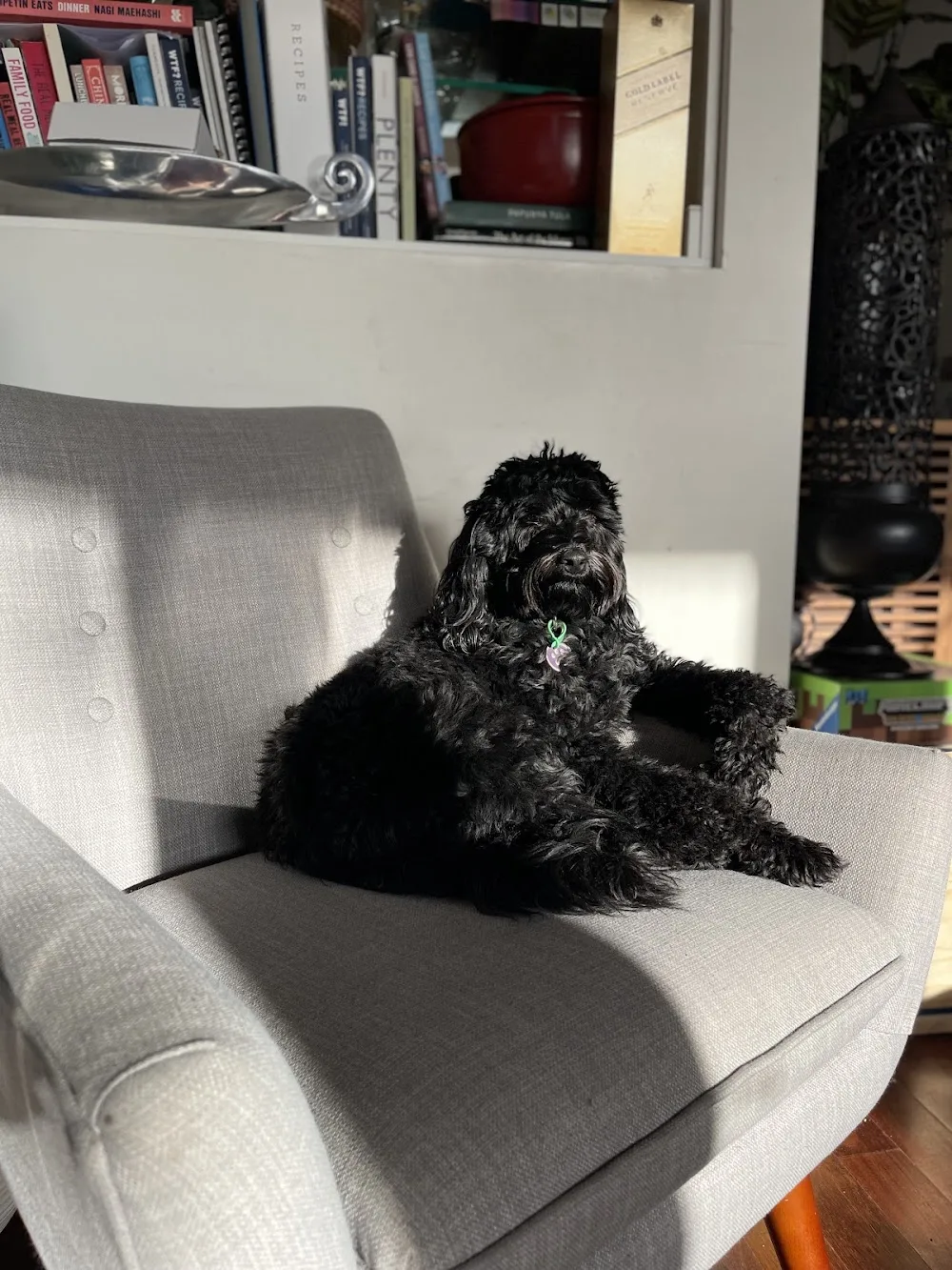 Mr Woofles Dog Daycare and Boarding - Melbourne pet otel görseli 3