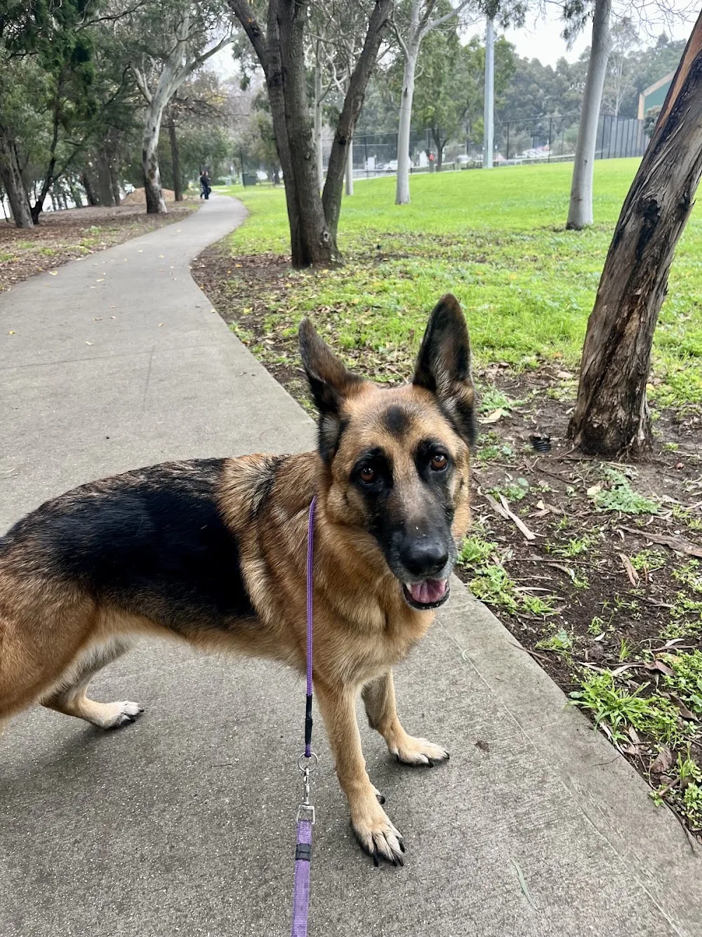 Pet Stays Premium Doggy Daycare & In Our Home Dog Boarding - Melbourne pet otel görseli 3